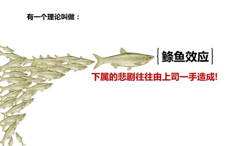 鰷魚效應|鰷魚效應:管理學啟示,注意區分,